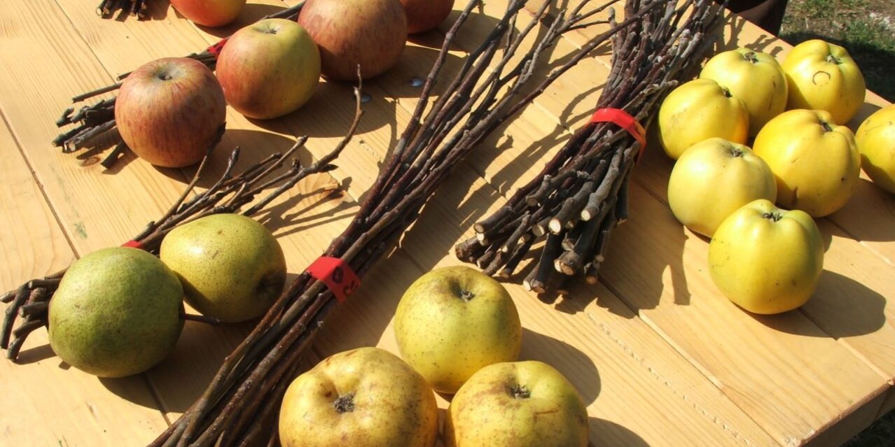 nyaraszentsimon_gyumolcsolto_nap