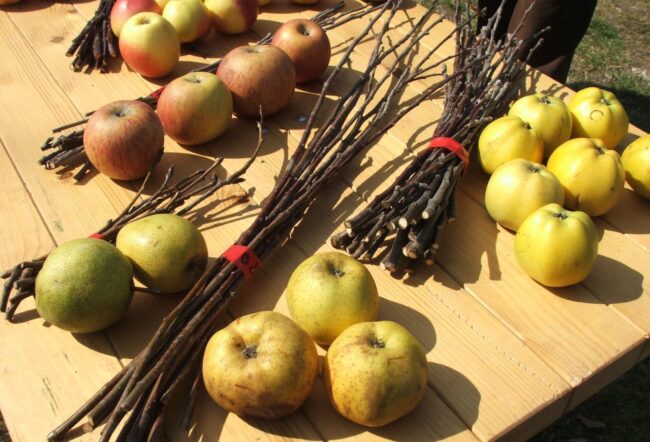 nyaraszentsimon_gyumolcsolto_nap