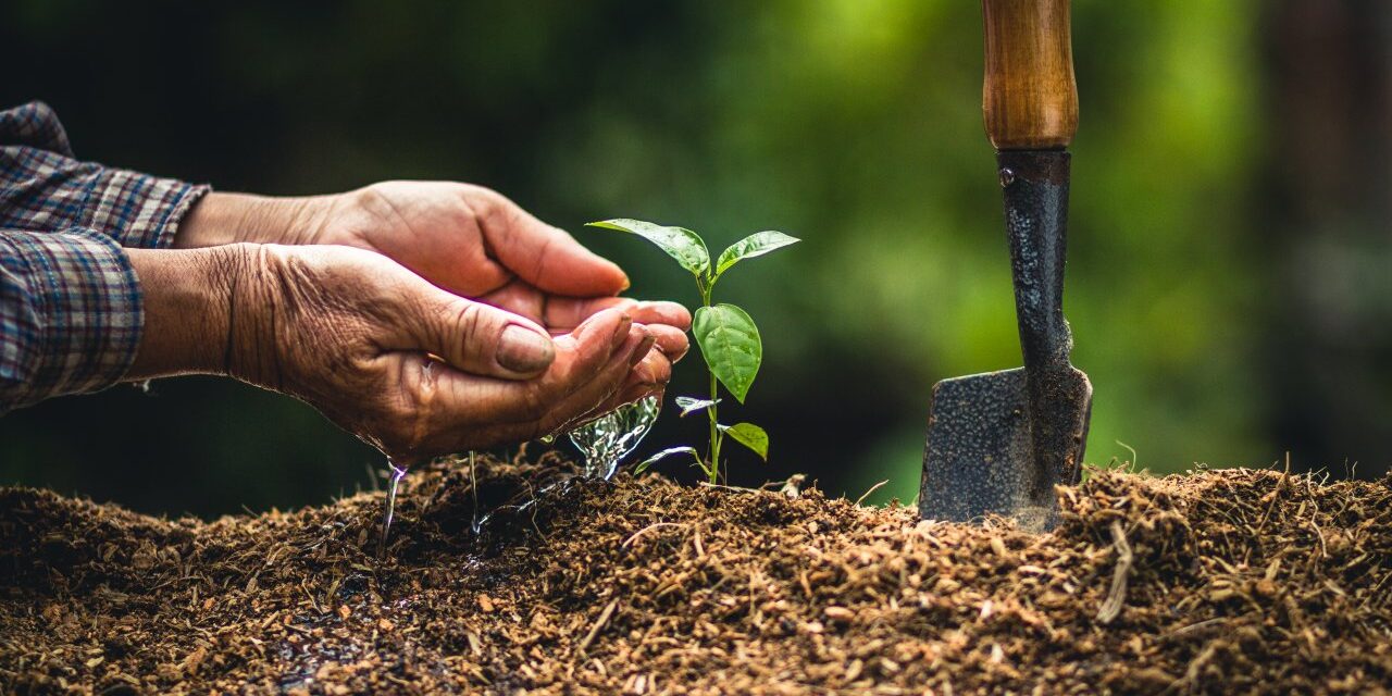 nyaraszentsimon_gyumolcsolto_nap2