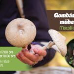 Gombás-növényes műhelymunka Macalik Kunigundával